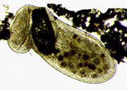 Frontonia leucas escapes being pinned