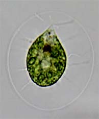 Haematococcus pluvialis