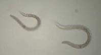 Nematoda