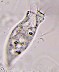 Opercularia coarctata